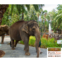 Perth Zoo One Day Discounted Pass (Valid for 36 months)